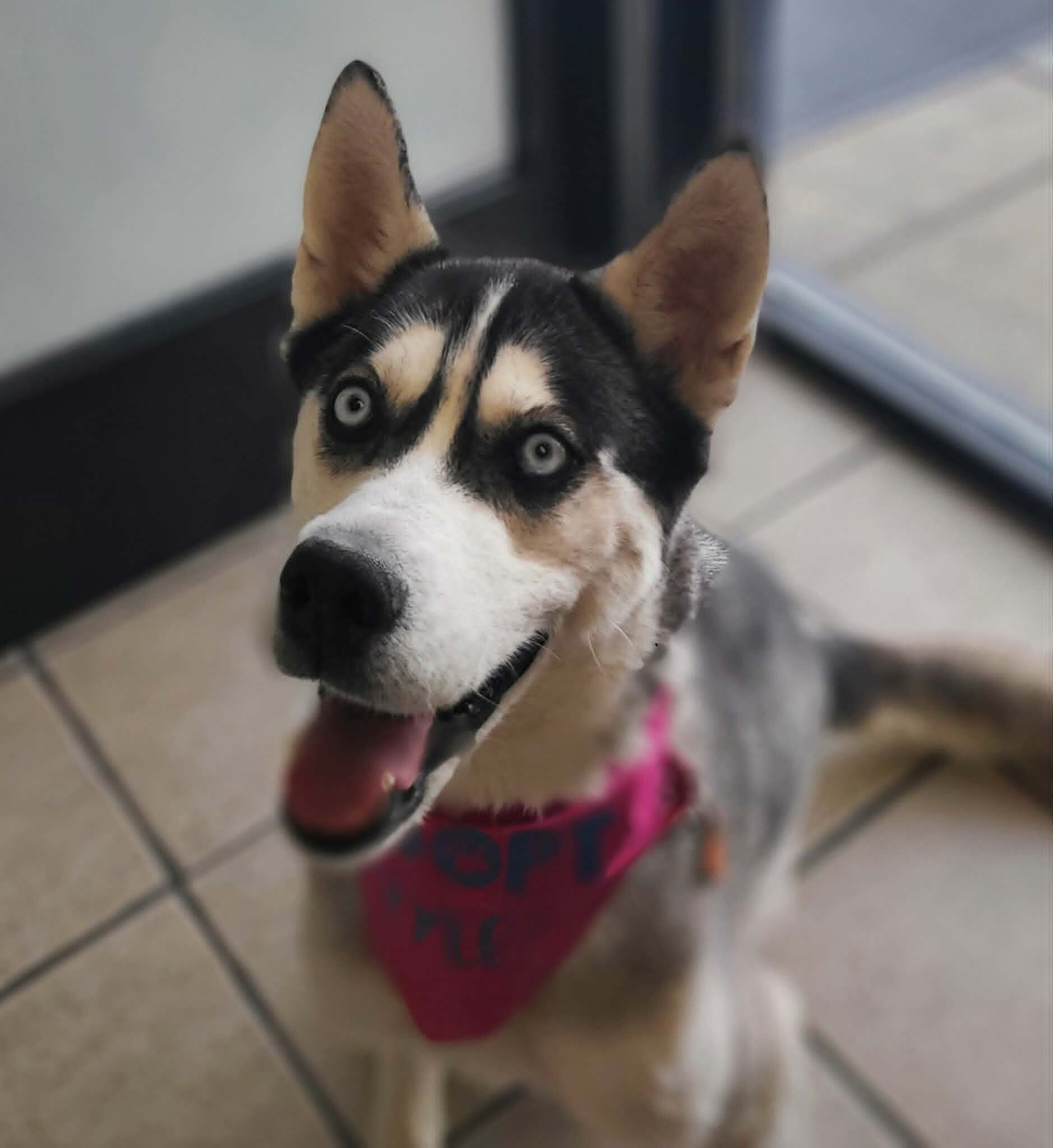 Picture of the Animal Listed